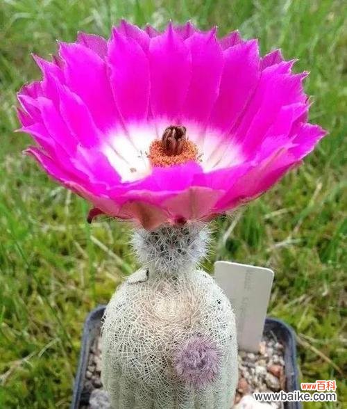 揭开仙人掌开花的神秘面纱 仙人掌的开花奇迹