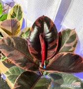 探索橡皮树的花朵背后的深意 橡皮树的花语