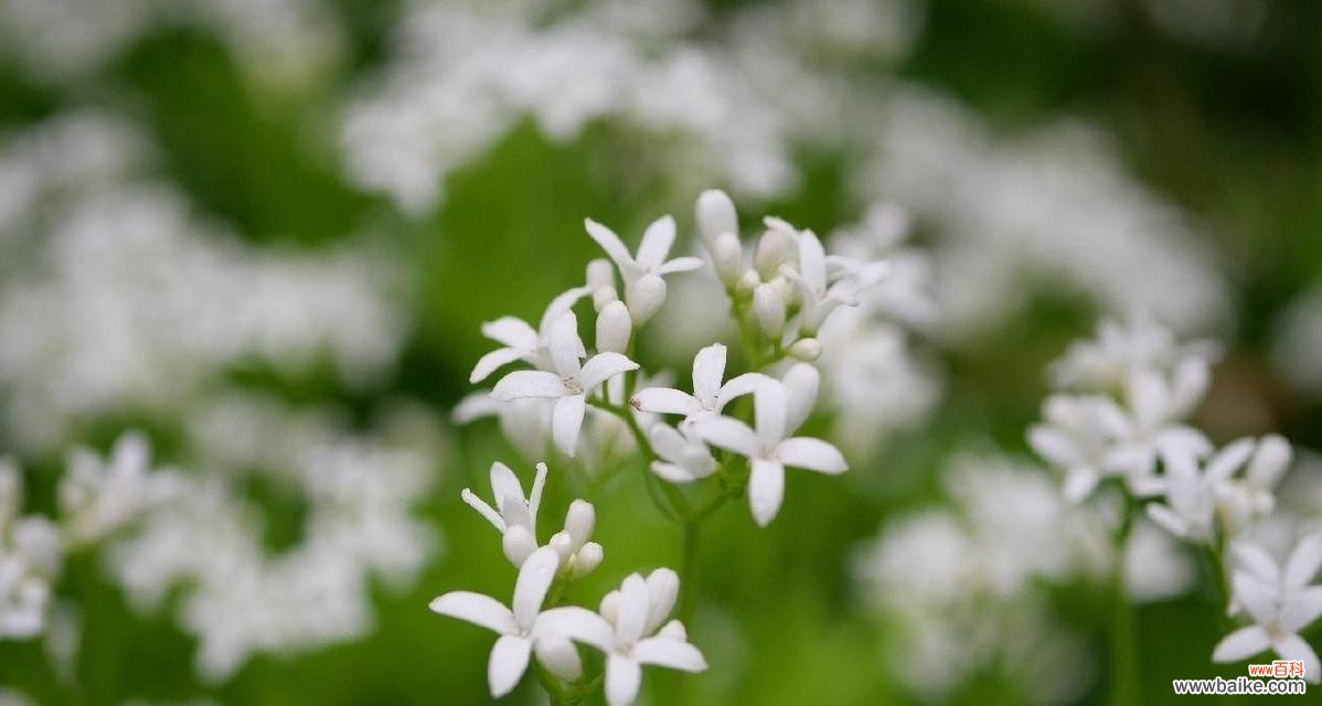 美丽花朵的力量与意义 花开高贵纯洁