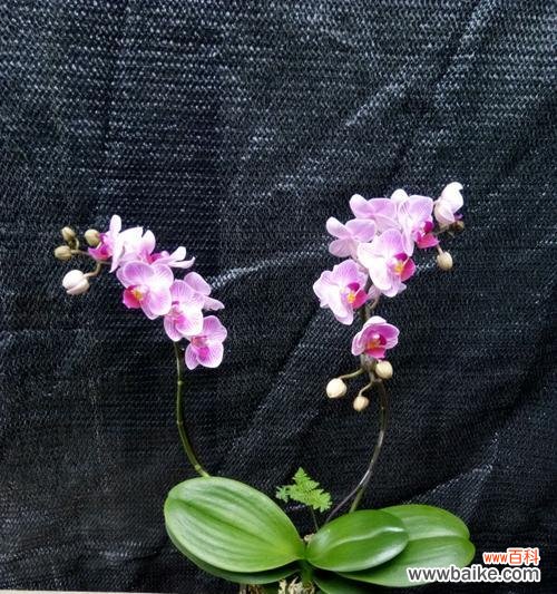 美丽花朵的力量与意义 花开高贵纯洁