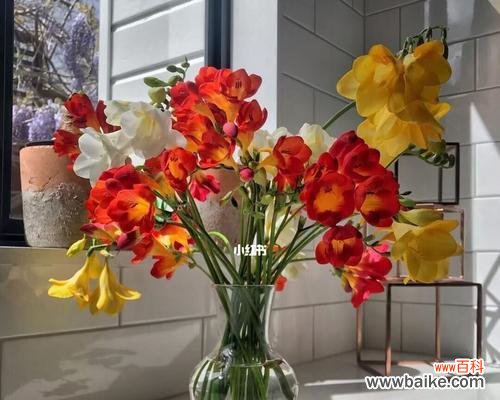 美丽与坚韧的完美结合 香雪兰花的深刻寓意