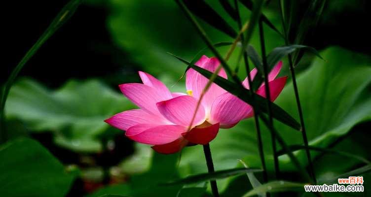 探寻荷花的花语与寓意 荷花之美