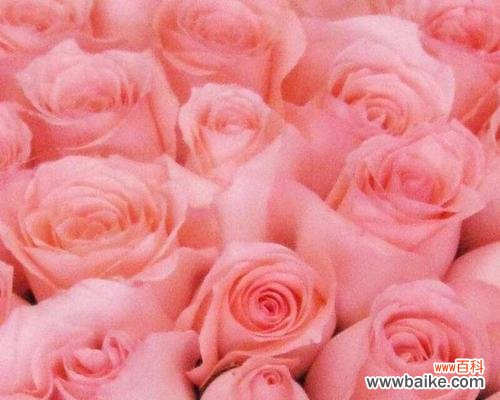 探寻小玫瑰的美丽与内涵 小玫瑰的寓意与象征意义