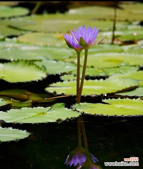 探寻睡莲花语的奥秘 延药睡莲