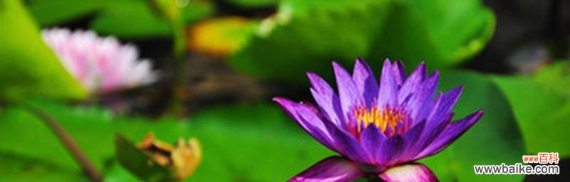 探寻睡莲花语的奥秘 延药睡莲