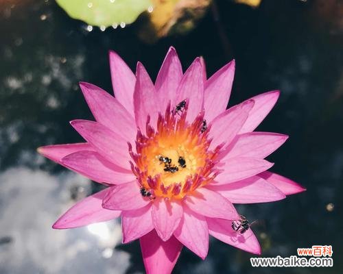 探寻睡莲花语的奥秘 延药睡莲