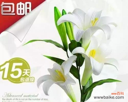 用花语感受亚马逊百合的深情 亚马逊百合的花语-美丽与祝福