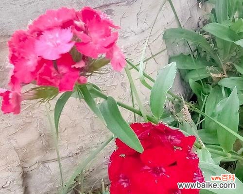 用以须苞石竹的花语传递爱的力量 以须苞石竹的花语