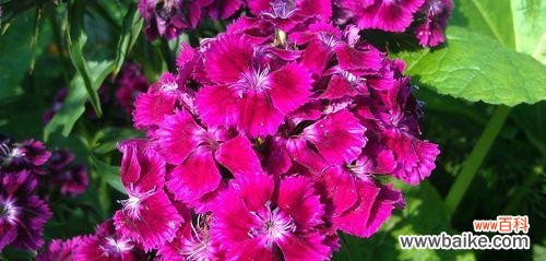 用以须苞石竹的花语传递爱的力量 以须苞石竹的花语