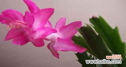 探索蟹爪兰的神秘语言 蟹爪兰花的花语及寓意