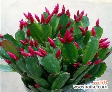 探索蟹爪兰的神秘语言 蟹爪兰花的花语及寓意