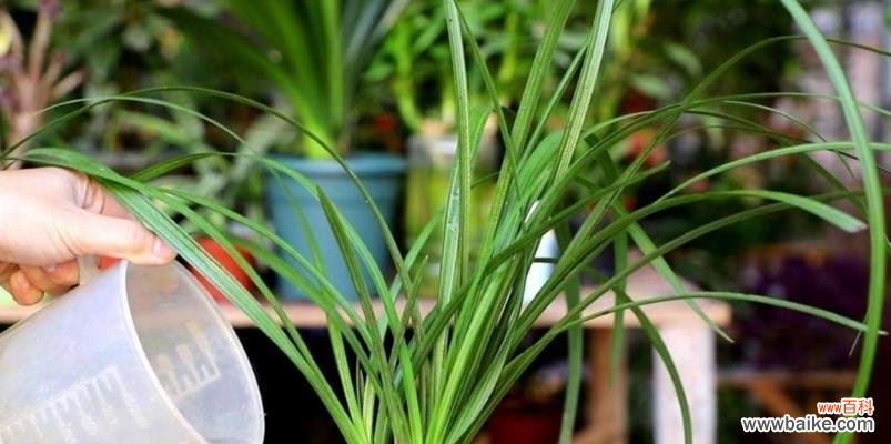 探寻养兰花的乐趣 养兰花的意义与价值