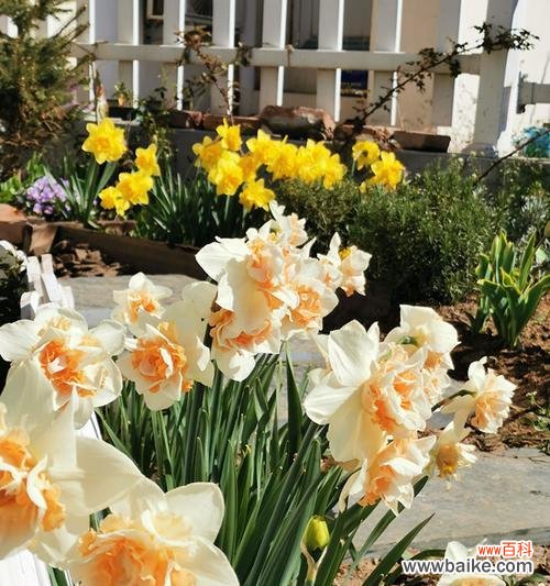 探索洋水仙的象征意义与美丽祝福 洋水仙花语