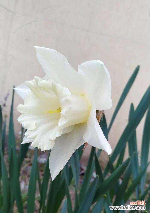 探索洋水仙的象征意义与美丽祝福 洋水仙花语