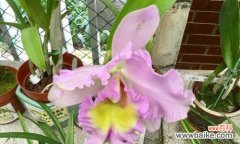 以洋兰花为纽带 洋兰花的象征意义与美丽之融合