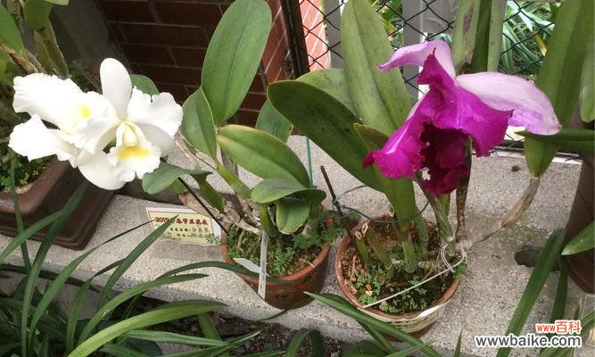 以洋兰花为纽带 洋兰花的象征意义与美丽之融合