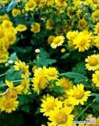 探索野菊花的含义与象征 野菊花花语的深刻寓意