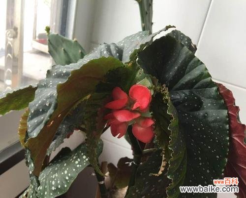 探寻银星海棠的花语之谜 银星海棠，花开如梦