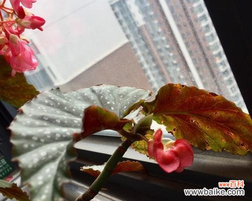 探寻银星海棠的花语之谜 银星海棠，花开如梦