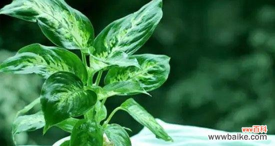 探索万年青花的神秘力量 银皇后万年青花语