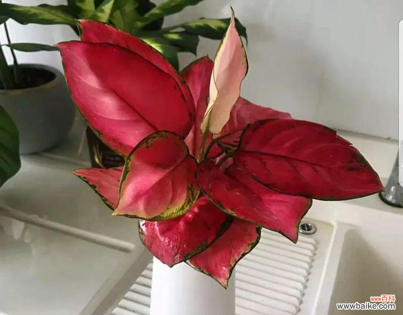 探索万年青花的神秘力量 银皇后万年青花语