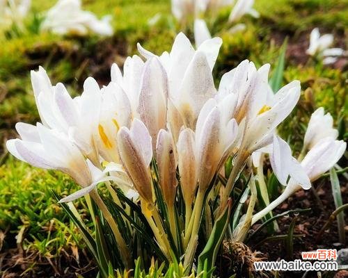 野百合花语揭示的自由心灵与纯真美好 野百合的花语与寓意——自由与纯真