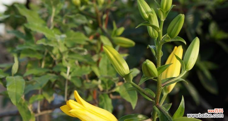 野百合花语揭示的自由心灵与纯真美好 野百合的花语与寓意——自由与纯真