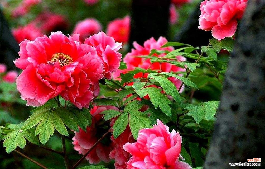 培育美丽牡丹的关键细节 养牡丹的注意事项