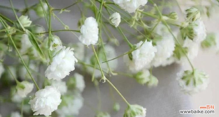 探秘满天星的花语 满天星花语