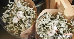 探秘满天星的花语 满天星花语