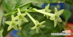揭开夜来香花背后的花语之谜 夜来香的花语——美丽与纯洁