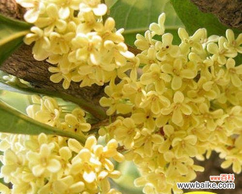 探寻银桂的历史渊源与药用价值 银桂