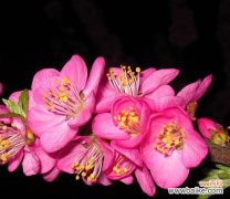 樱桃花的含义与传说 樱桃花花语与相关信息