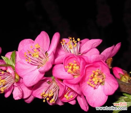 樱桃花的含义与传说 樱桃花花语与相关信息