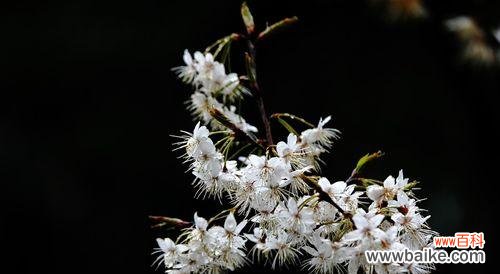 樱桃花的含义与传说 樱桃花花语与相关信息