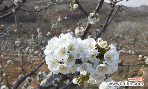 探寻樱桃花花语的美丽意涵 樱桃花的花语