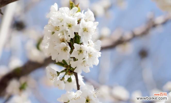 探寻樱桃花花语的美丽意涵 樱桃花的花语