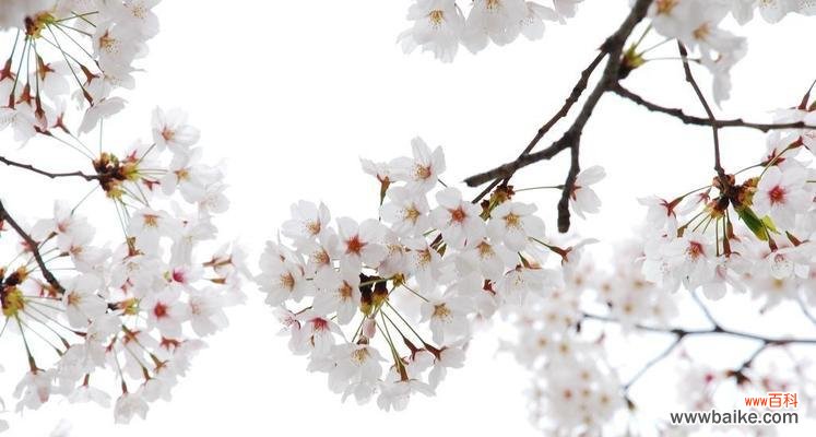 探寻樱桃花花语的美丽意涵 樱桃花的花语