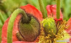 探寻虞美人花的花语与意义 虞美人花