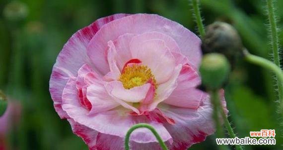 绽放于阳光下的爱之花 虞美人花语之美丽多姿