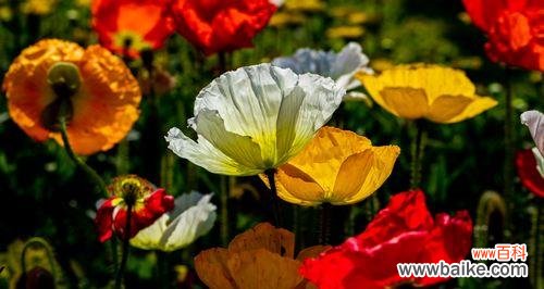 解读虞美人 虞美人花语与传说的神秘魅力