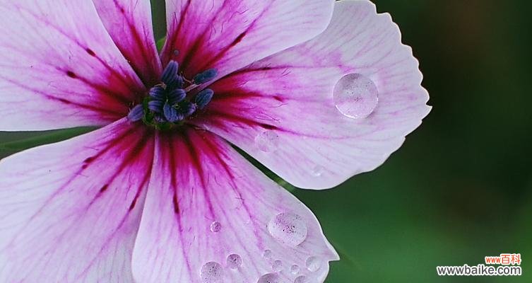 深入解读花朵中带有狼字的花语 花语中的狼——寓意与象征