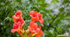 深入解读花朵中带有狼字的花语 花语中的狼——寓意与象征