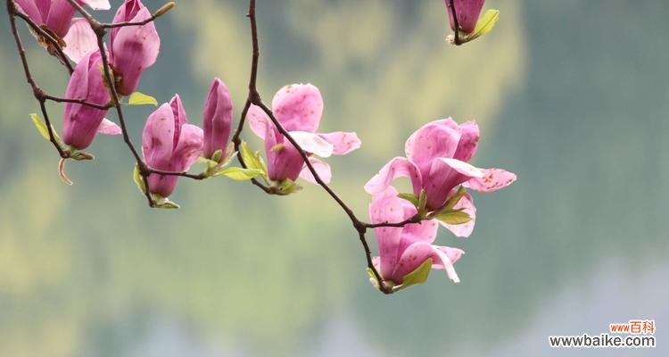 探索世界上不同种类的玉兰花及它们所代表的花语 玉兰花的种类及花语