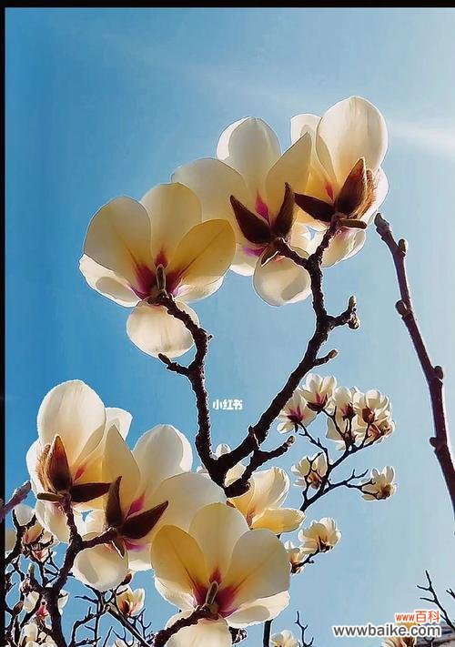 探索世界上不同种类的玉兰花及它们所代表的花语 玉兰花的种类及花语