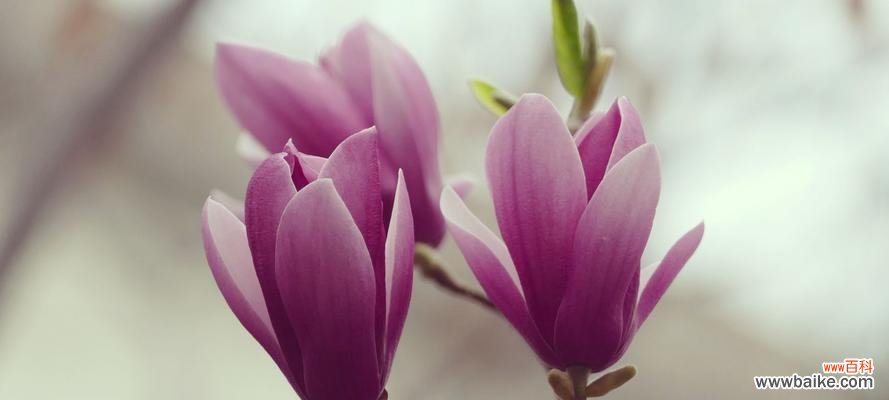 探索世界上不同种类的玉兰花及它们所代表的花语 玉兰花的种类及花语