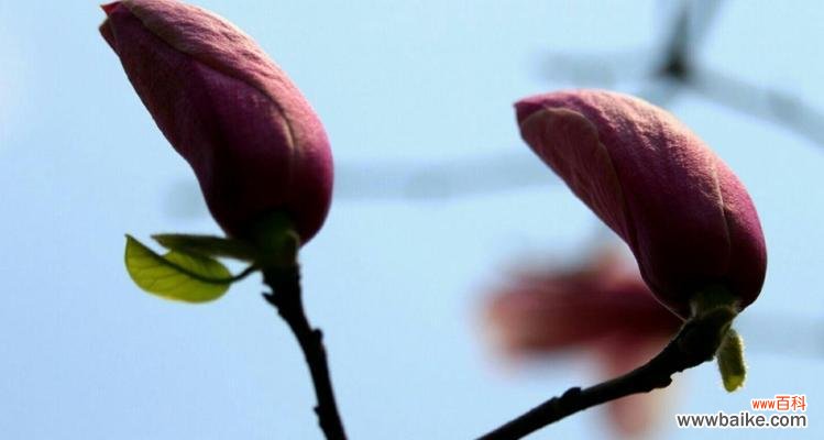 以花语解读玉兰花的深刻内涵 玉兰花