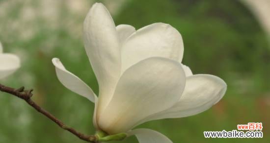 以花语解读玉兰花的深刻内涵 玉兰花