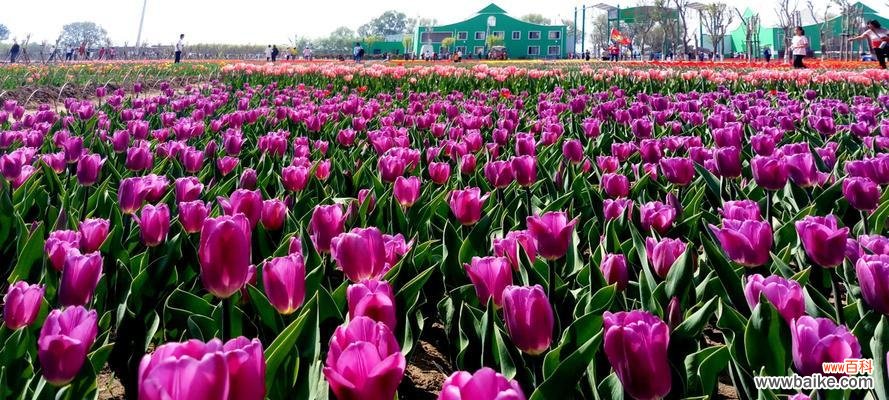 用一朵花 郁金香花语与寓意