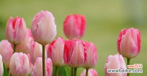 用郁金香绽放美丽心愿 郁金香花语——盛开的爱与温暖